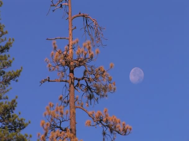 Dry pine tree — Stock Video