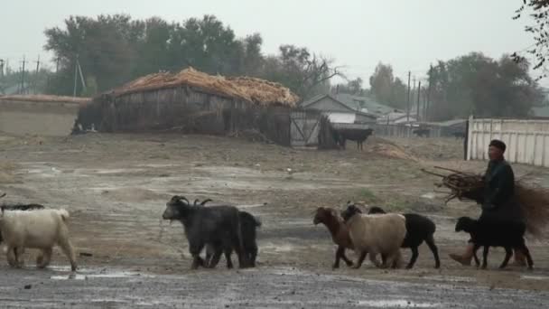 Un granjero lleva sus cabras — Vídeo de stock