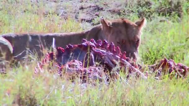 Lion eats prey — Stock Video