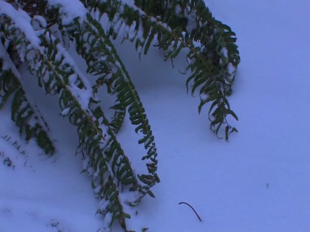 En ormbunke vilar i snön — Stockvideo