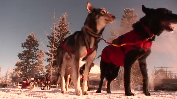 雪橇狗准备工作 — 图库视频影像