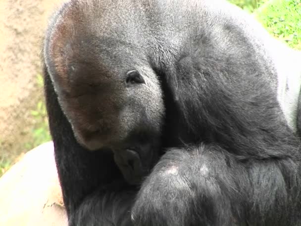 Ein Gorilla frisst und schaut sich um — Stockvideo