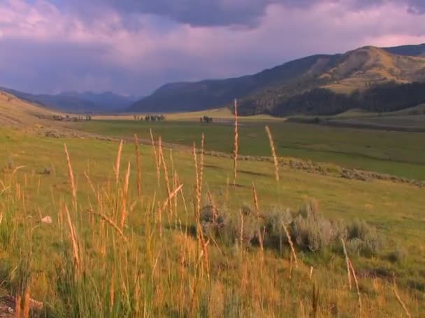 Hermoso campo en el Parque Nacional de Yellowstone . — Vídeo de stock