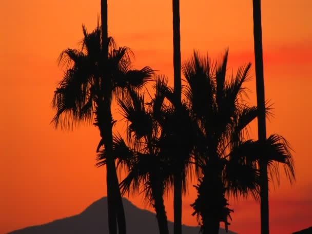 Pôr-do-sol laranja atrás das palmas — Vídeo de Stock