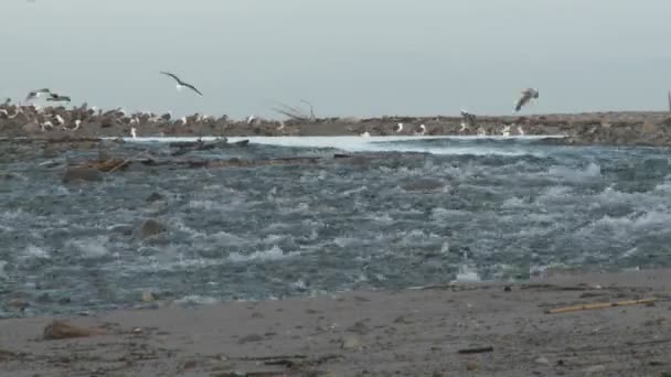 Water flowing out of the Ventura River — Stock Video