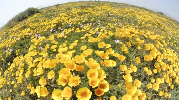 Californië Poppies waait in de wind — Stockvideo