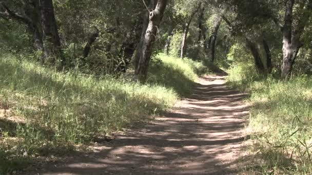 Sendero del hombre corriendo en el bosque — Vídeos de Stock