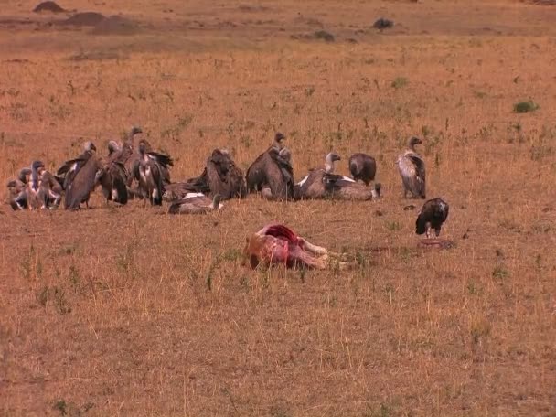 Стервятники отдыхают рядом с мертвым животным . — стоковое видео