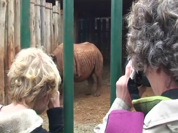 As mulheres tiram fotos de um rinoceronte — Vídeo de Stock