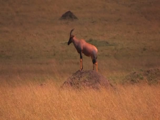 在平原上吃草的牛羚 — 图库视频影像