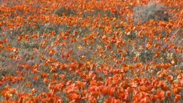 加州罂粟花盛开 — 图库视频影像