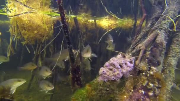 Een school aquarium van vissen zwemmen — Stockvideo