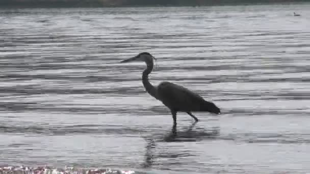 Great Blue Heron em uma doca no Lago — Vídeo de Stock