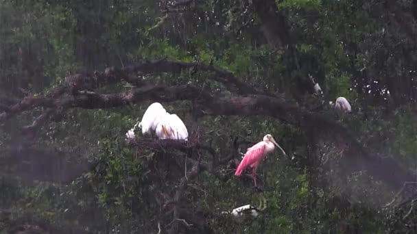 Una espátula rosada y otras aves — Vídeo de stock