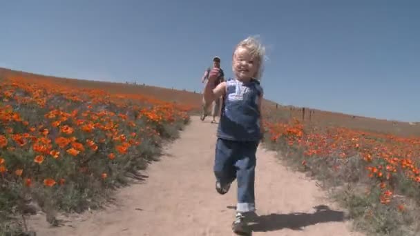 Child running through the california poppies — Stock Video