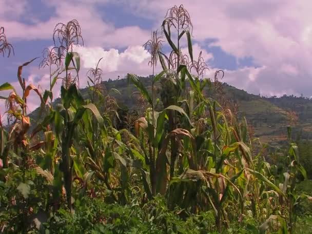Viento sopla a través del maíz en un campo — Vídeos de Stock