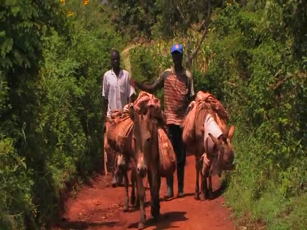 Twee mannen lopen drie ezels — Stockvideo