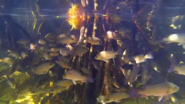 Een school aquarium van vissen zwemmen — Stockvideo
