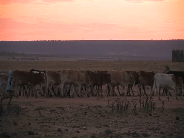 Trabajadores que se desplazan con manada de vacas — Vídeos de Stock