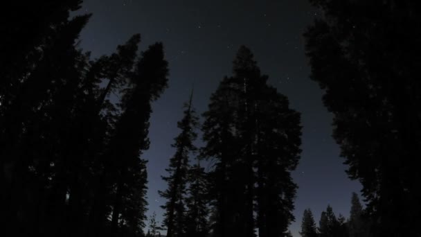 Nuvens e lua cheia subindo através de uma floresta — Vídeo de Stock