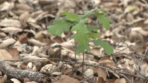 Dalen ek eller Quercus lobata planta — Stockvideo