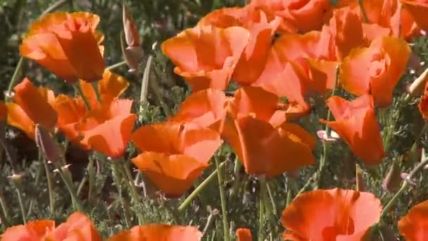 Kalifornischer Mohn in voller Blüte — Stockvideo