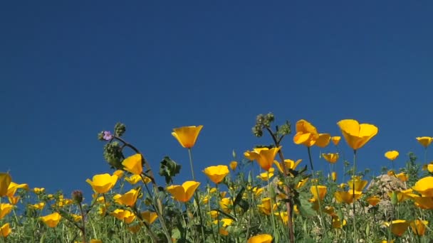 挥舞的加州罂粟花 — 图库视频影像