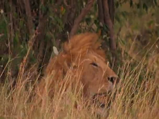 Een Leeuw ligt in hoog gras op een winderige dag. — Stockvideo