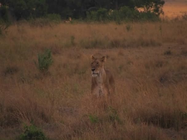 A lioness walks through grass — Stock Video