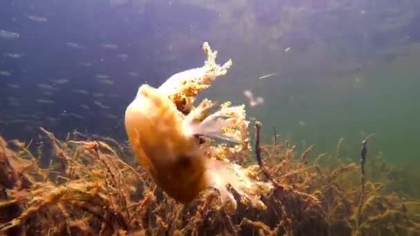 Underwater syn på en maneter simning — Stockvideo