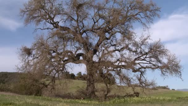 Zoom para fora em grande Valley Oak — Vídeo de Stock