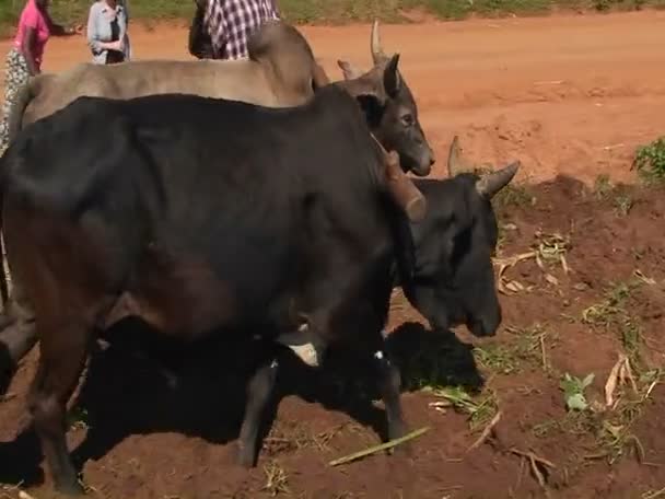 Lidé chodí s voly — Stock video