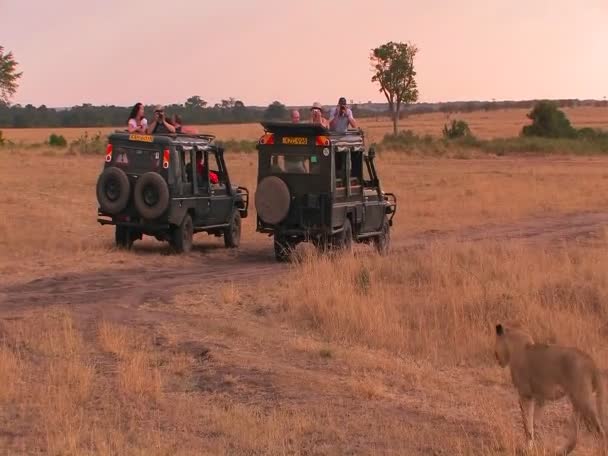 Une lionne traverse une plaine — Video