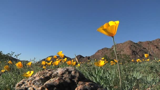 California poppies waving — Stock Video