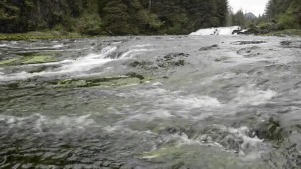 Pavlof River flyter in i sötvatten Bay — Stockvideo