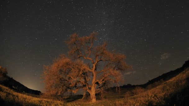 Κοιλάδα δρύινου δέντρου κατά τη διάρκεια μια νέα Σελήνη — Αρχείο Βίντεο