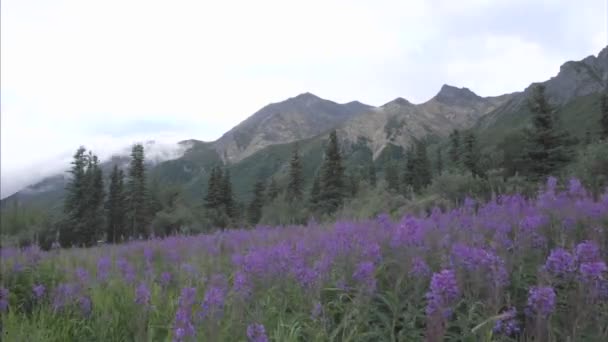 Nuages soufflant sur la montagne des moutons — Video