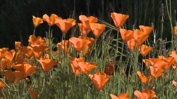 Kalifornischer Mohn in voller Blüte — Stockvideo