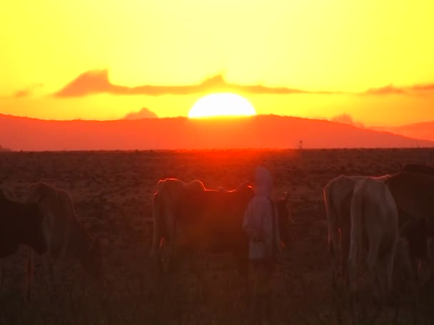 Homens movem uma manada de vacas — Vídeo de Stock