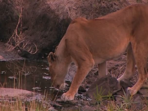 Una leona bebe agua — Vídeos de Stock