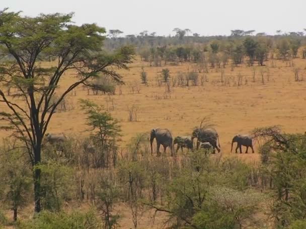 Migração de elefantes africanos — Vídeo de Stock