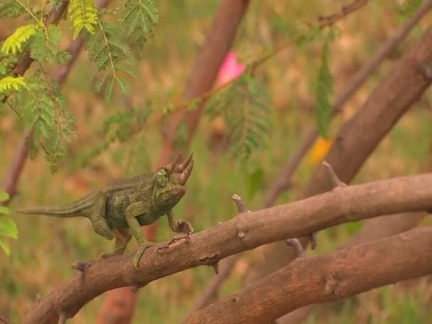 Three-horned chameleon — Stock Video