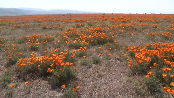 Amapolas en flor soplando en el viento — Vídeo de stock
