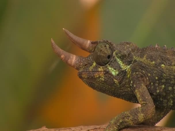 Chameleon rotating its eyes — Stock Video