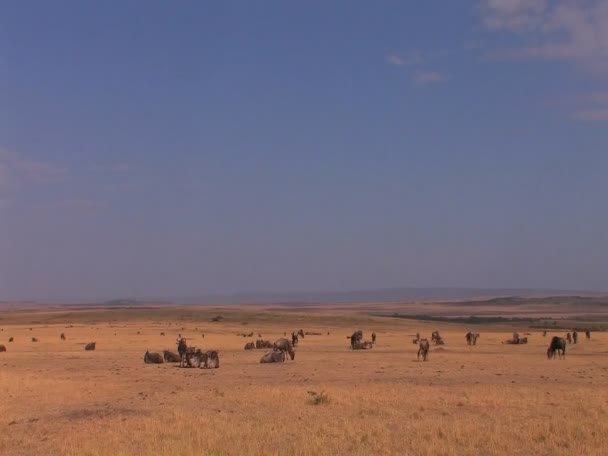 Wildebeests graze on plain — Stock Video