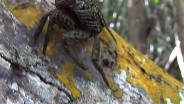 Un cangrejo sube a un árbol — Vídeo de stock