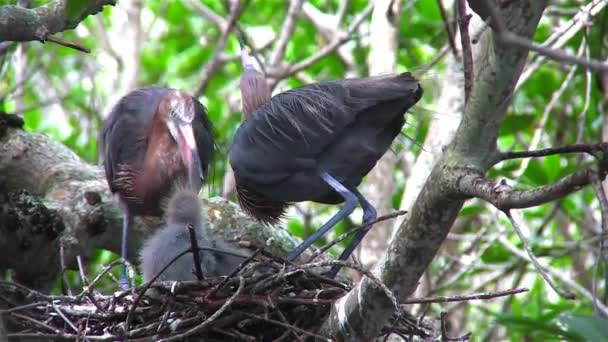 Herons tend to a nest — Stock Video