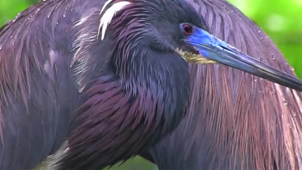 Een beetje blue heron staat — Stockvideo