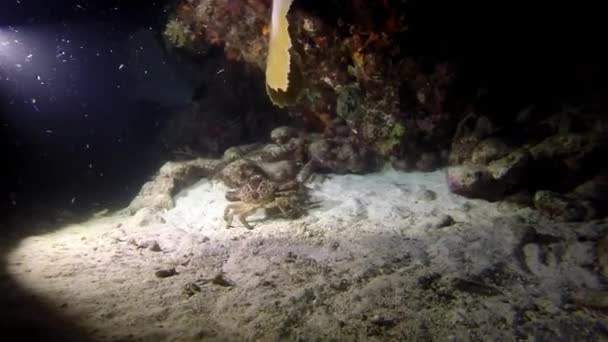 Un crabe marchant sous l'eau — Video