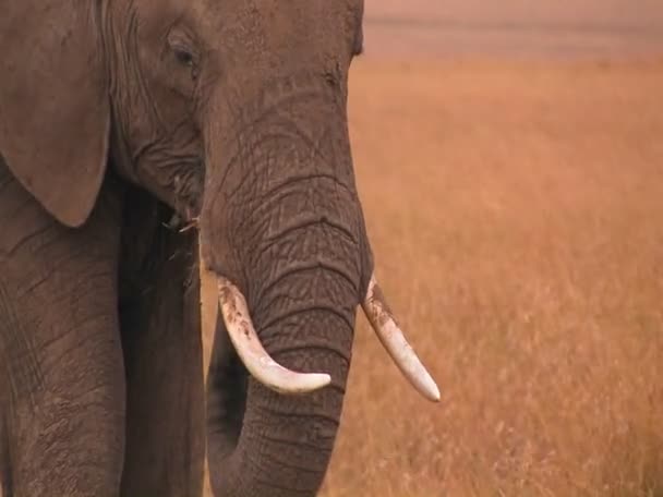 Een olifant schaafwonden in veld — Stockvideo
